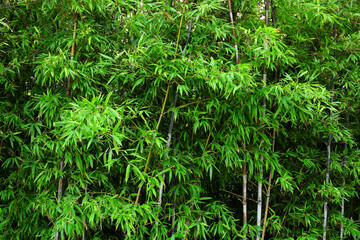 bamboo background
