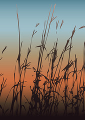 Silhouette of grass against the colorful evening sky