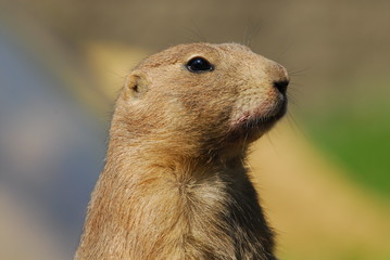 Präriehunde, schwarzschwanz, augen, nase, fell, nagetier, graben