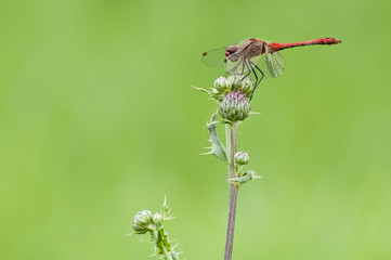 Blutrote Heidelibelle