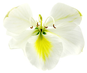 Fototapeta na wymiar fleur blanche de bauhinia, l'arbre-orchidée, fond blanc