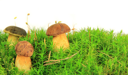 Ceps in forest moss isolated on white background