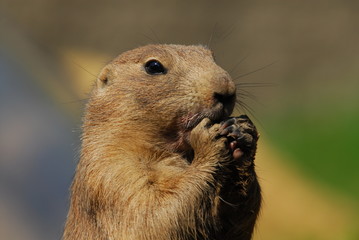 Präriehunde, schwarzschwanz, augen, nase, fell, nagetier, graben