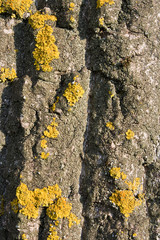 Tree bark with yellow lichen