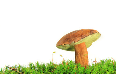 Cep in forest moss isolated on white background