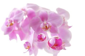 Beautiful pink orchid on white