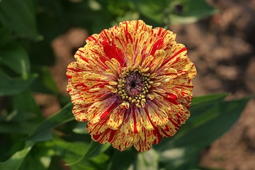 Zinnien (Zinnia violacea) - Blüte