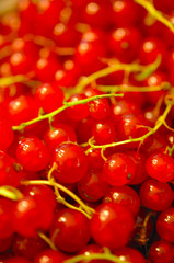 Johannisbeeren