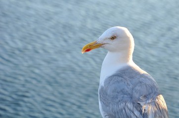 Portrait de mouette