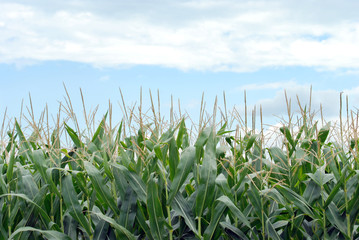 corn field closeup