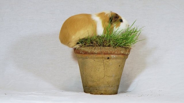 Zwei Meerschweinchen fressen Gras