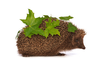 hedgehog with green leafs