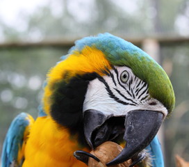 Blue and Green macaw