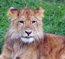 Young male lion