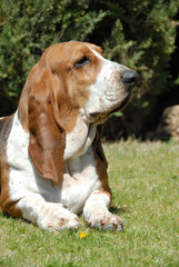 Beautiful head of  Basset Hound purebred dog resting on the grass