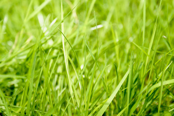 Grass macro