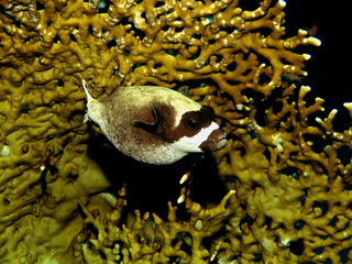Masked pufferfish