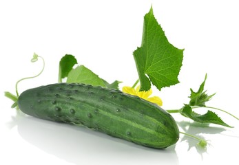 cucumber with leaves
