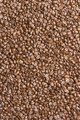 Arabica coffee beans