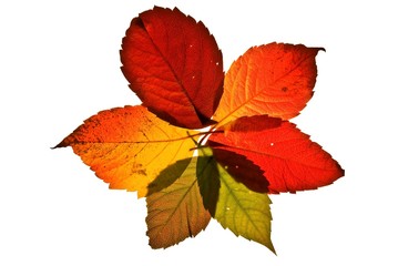 autumn leaves isolated on a white background