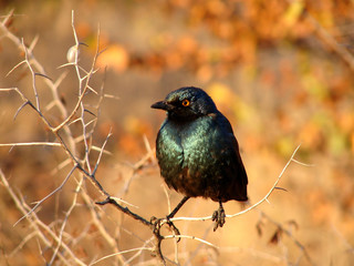 Vogel