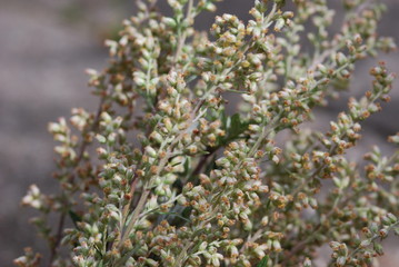 Gemeiner Beifuß (Artemisia vulgaris ) Heilpflanze