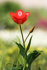 Red tulip in garden