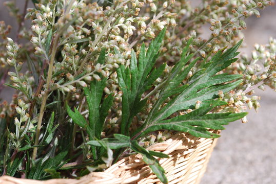 Gemeiner Beifuß (Artemisia vulgaris ) Heilpflanze