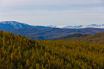 forest and mountains