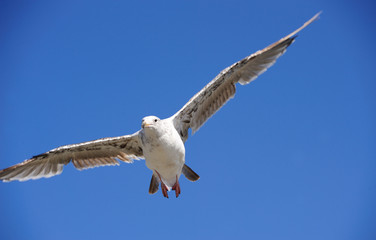 seagull