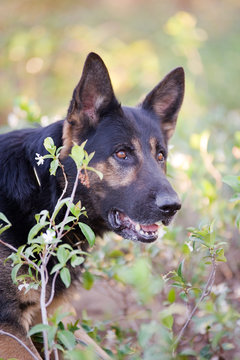 German Shepherd hunting