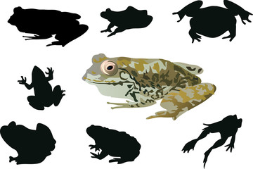 frogs collection isolated on white