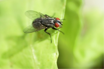 mouche sur salade