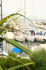 Boats and yachts in blurred background behind leaves