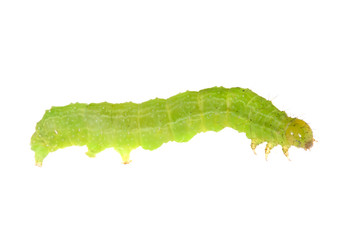 bright green isolated caterpillar