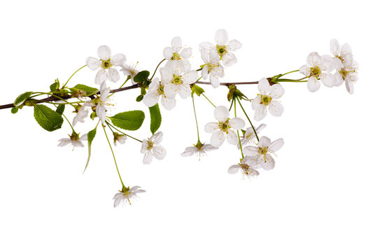 simple white cherry floral branch