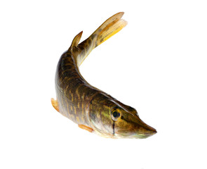 small pike on white