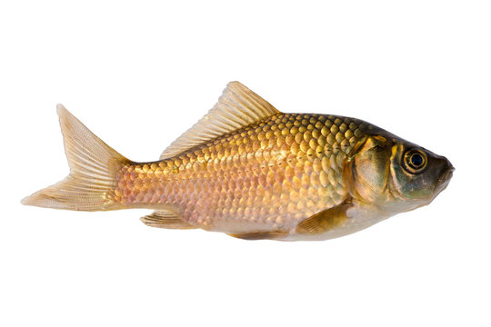 small isolated golden fish