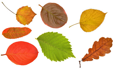 Fototapeta premium seven different leaves on white
