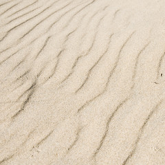 sable