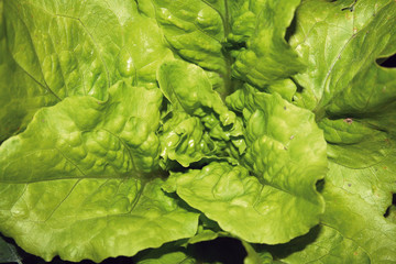 Lechuga