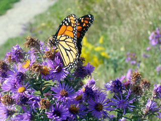 Fototapeta na wymiar Toronto Lake Monarch motyl 2005