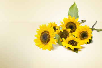 sunflowers over a gradient background
