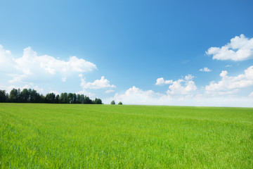 field of barley and sunny day
