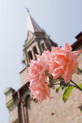 red rose with catholic church on background