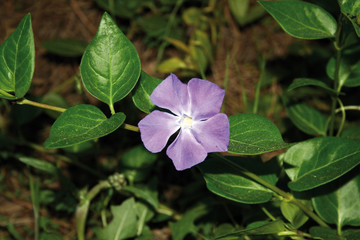 Vinca