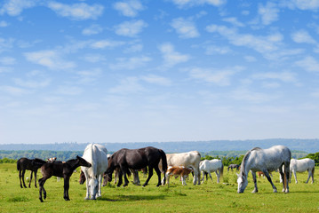 horses drove on pasture