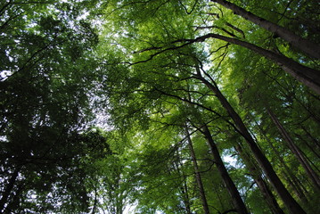 Baumkronen im Harz
