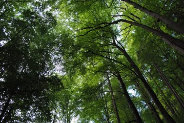 Gordijnen Baumkronen im Harz © aotearoa