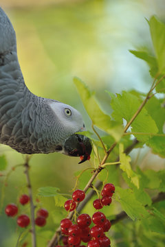 Graupapagei